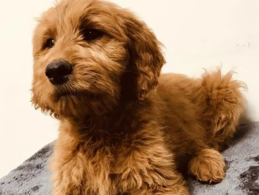 金贵犬的智商排名有多高