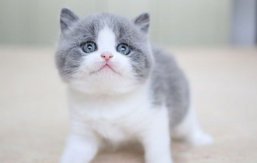 英国短毛猫长大的样子