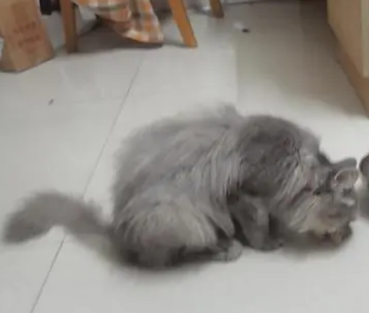 猫走着走着掉下一颗屎咋回事 猫走着走着掉下一颗屎咋回事