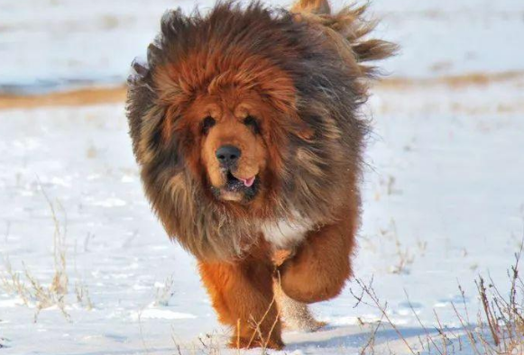 藏獒最怕什么狗