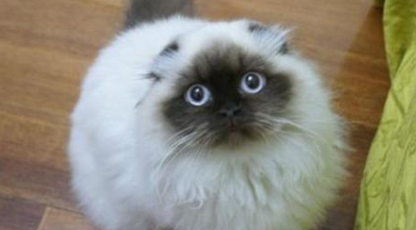 网球王子中的猫是什么品种 网球王子中的猫是什么品种