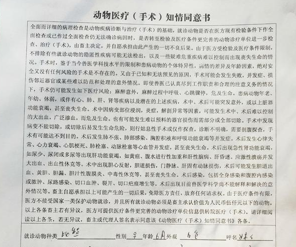 比熊犬骨折送医面临截肢风险 宠物“医患纠纷”能否做鉴定? 比熊犬骨折送医面临截肢风险 宠物“医患纠纷”能否做鉴定?