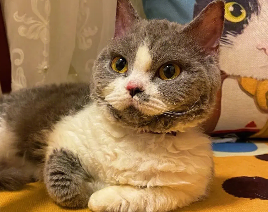 晚上回家一只猫跟着上楼 晚上回家一只猫跟着上楼