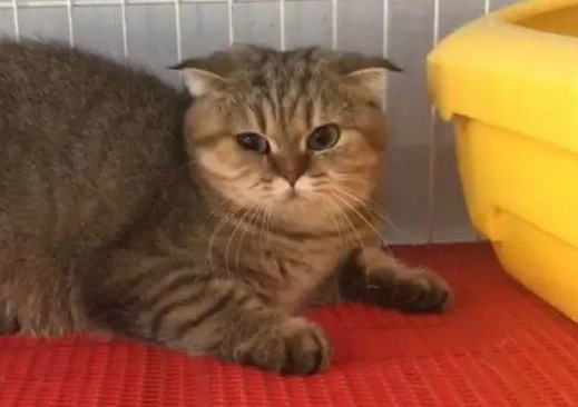 建成猫咪的资料图片欣赏 建成猫咪的资料图片欣赏