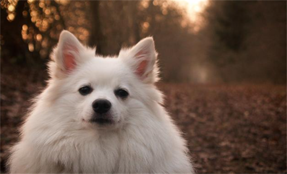 中国狐狸犬的缺点是什么 中国狐狸犬的缺点是什么