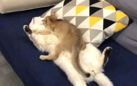 小猫咬人怎么教育
