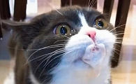 猫嘴一直在空嚼吧唧嘴吐白沫