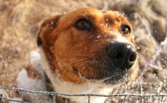 那些被遗弃的宠物,结局是怎么样的?