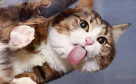 猫有味觉吗