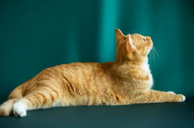 母猫是什么特征 母猫是什么特征