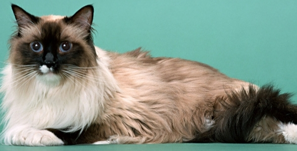 伯曼猫的价格?温文尔雅非常友善的猫咪 伯曼猫的价格?温文尔雅非常友善的猫咪