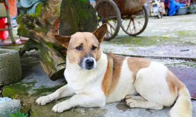鹰犬走狗是什么意思