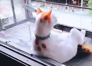 猫主子翘脚悠哉看美景,看到它转过头样子,网友笑翻:哪来大叔? 猫主子翘脚悠哉看美景,看到它转过头样子,网友笑翻:哪来大叔?