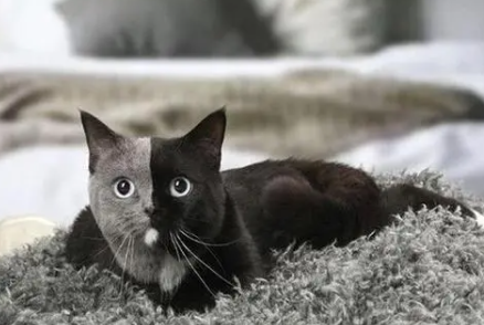 民间为什么不养阴阳猫 民间为什么不养阴阳猫
