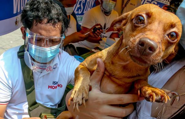 每年有多少人死于狂犬病