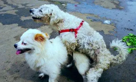狗如何繁殖的 狗如何繁殖的