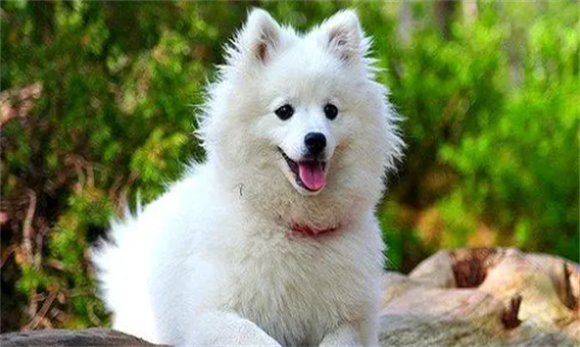 大型德国狐狸犬和日本狐狸犬区别