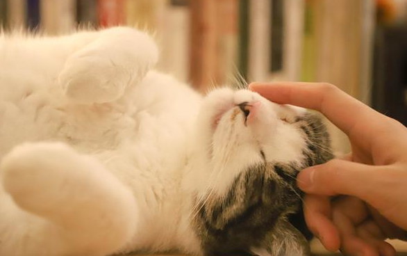 春节猫咪安置的四种方式