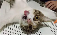 母猫生完小猫多久可以绝育