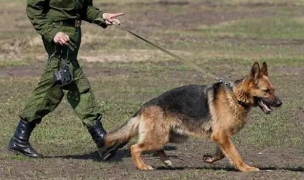 军犬和斑嚣狗哪个厉害