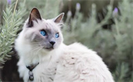 世界上最小的猫有多小