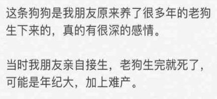 回顾女子养了7年的狗被婆婆扔了,女子转头打掉了怀孕3个月的孩子 回顾女子养了7年的狗被婆婆扔了,女子转头打掉了怀孕3个月的孩子