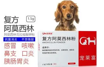 狗狗可以吃阿莫西林消炎药吗