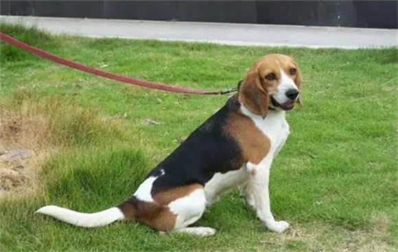 比格犬为什么是骚狗