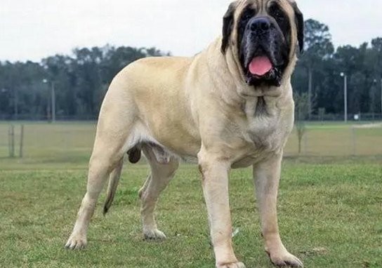 马士提夫赘犬和坎高犬哪个厉害