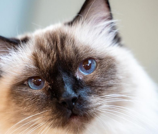 伯曼猫图片价格多少钱一只 伯曼猫图片价格多少钱一只