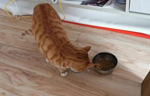 母猫多久发情一次 母猫多久发情一次