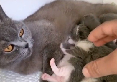 母猫怀孕多久会生小猫