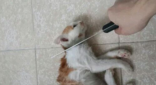 忍不住虐猫怎么办