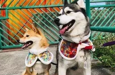 当柴犬遇见小哈士奇后,场面彻底失控:你瞅啥?瞅你咋地! 当柴犬遇见小哈士奇后,场面彻底失控:你瞅啥?瞅你咋地!