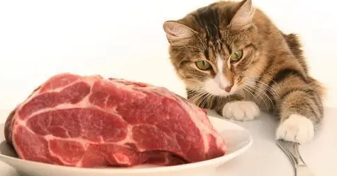 为什么不给猫吃熟牛肉 为什么不给猫吃熟牛肉