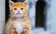 猫爪印怎么办