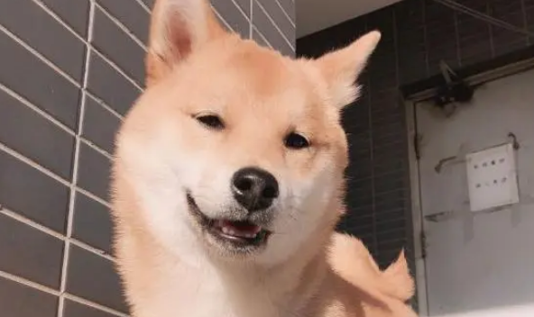 柴犬为了从笼子里出来也是够拼的,结果被卡住了,赶紧像主人求救 柴犬为了从笼子里出来也是够拼的,结果被卡住了,赶紧像主人求救