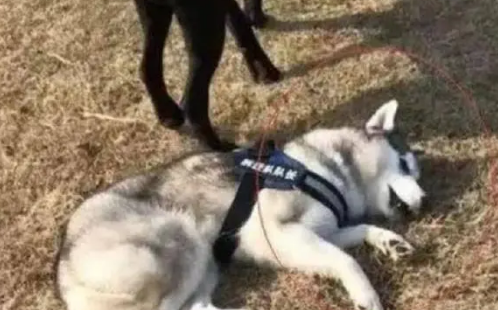 哈士奇主动挑衅猛犬卡斯罗,眼看要被揍时,竟然这样蒙混过关 哈士奇主动挑衅猛犬卡斯罗,眼看要被揍时,竟然这样蒙混过关