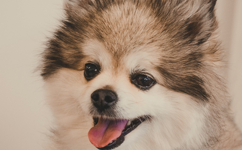 后悔给两岁宝宝打狂犬疫苗 后悔给两岁宝宝打狂犬疫苗