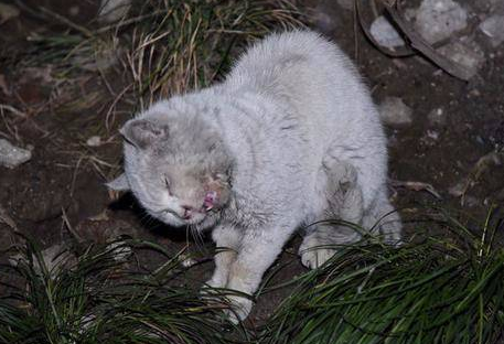 什么能毒死野猫 什么能毒死野猫