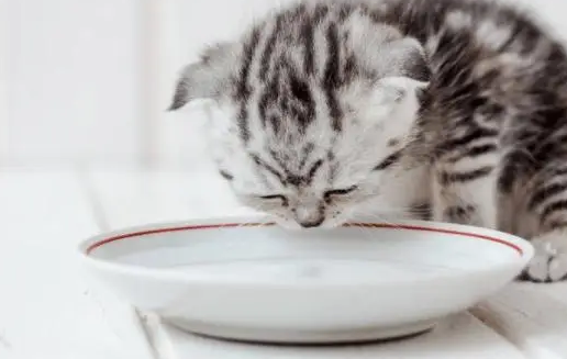 新生猫仔可以喝人的骆驼奶吗