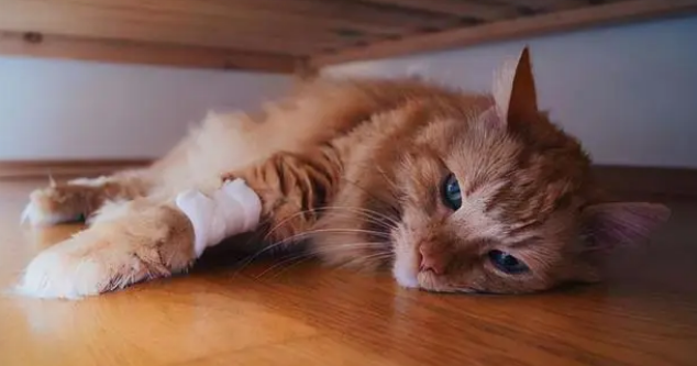 猫有狂犬病会死吗