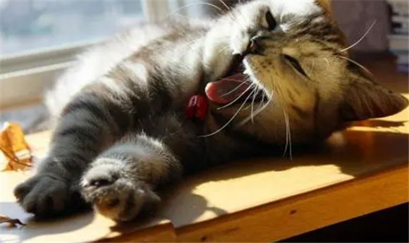 女人梦见猫有生命危险 女人梦见猫有生命危险