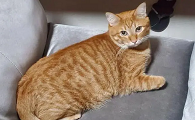 玩伴猫耳娘第一季