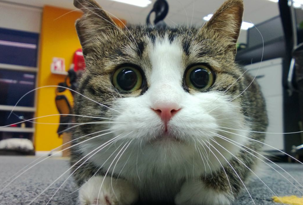 猫知道自己被绝育了吗 猫知道自己被绝育了吗