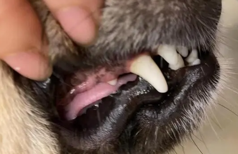 犬齿代表什么 犬齿代表什么