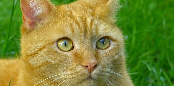 七个月的猫 建议买吗