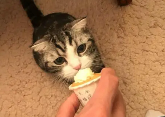 猫只吃主人拿在手上的猫粮