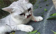 杀猫违法犯罪吗
