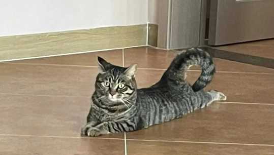 主人不在家,猫咪玩疯了竟把电视直接踹翻...这是要造反? 主人不在家,猫咪玩疯了竟把电视直接踹翻...这是要造反?